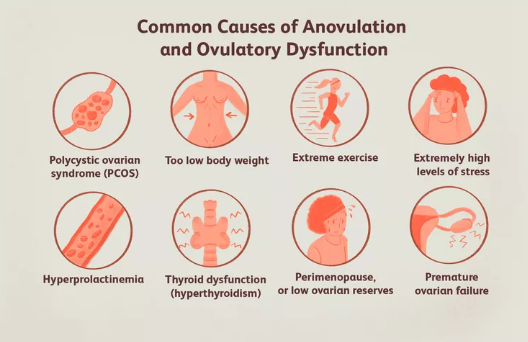 Bạn Có Thể Có Kinh Nguyệt Nếu Không Rụng Trứng Không?