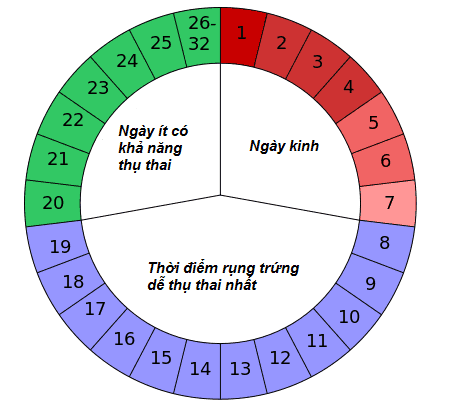 Cách sử dụng lịch rụng trứng khi bạn đang cố gắng thụ thai