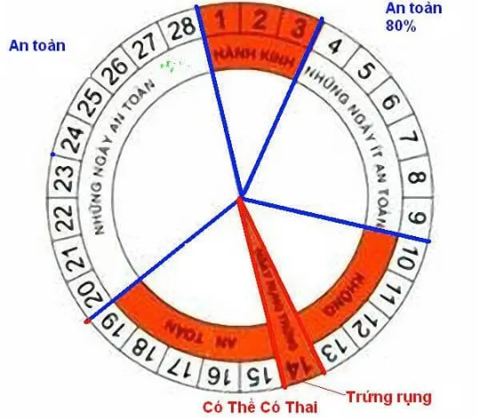 Máy tính rụng trứng: Theo dõi những ngày dễ thụ thai của bạn