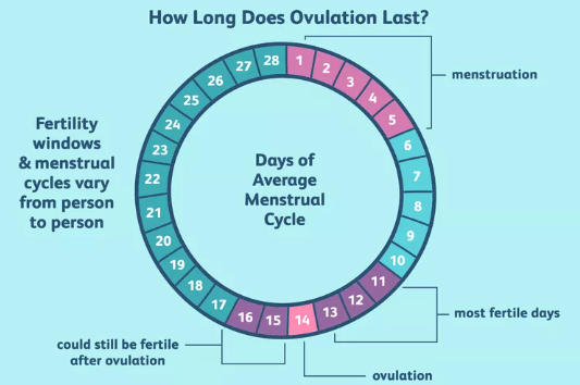 Chu kỳ rụng trứng kéo dài bao lâu?