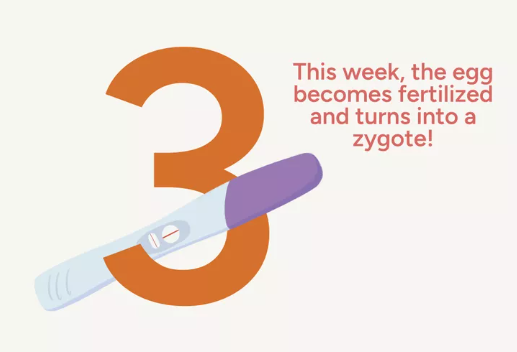 Tuần 3 của Thai kỳ